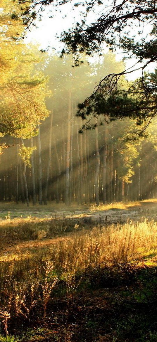 trees, glade, light, sun, beams, young growth, edge, dawn