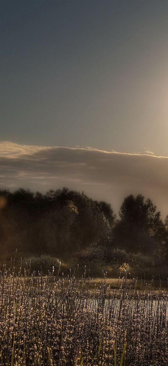 sun, light, patches of light, grass, trees, sky, reflection, serenity