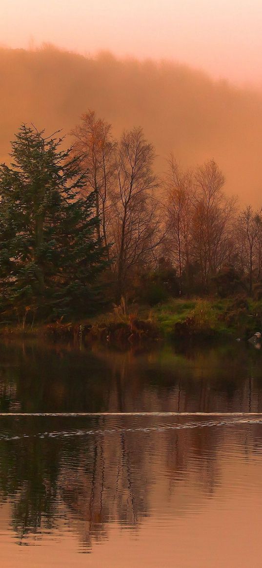 lake, morning, swimming, duck, fog, dawn, cool, trace, smooth surface, island, trees