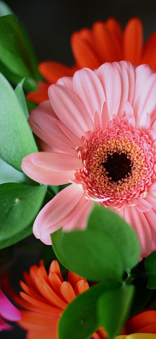 gerbera, flowers, bouquet, nature