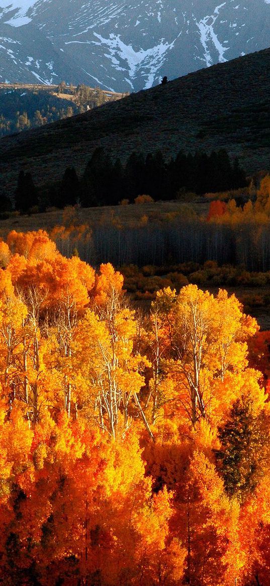 autumn, trees, gold, mountains, light, hills, slopes, october