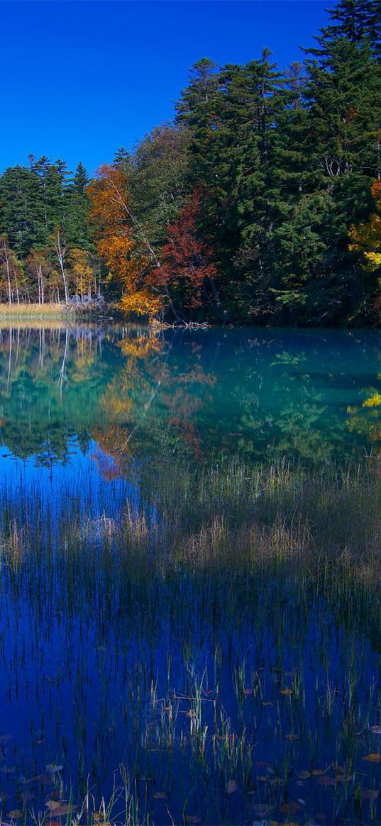 lake, grass, water, trees, coast, reflection, sky, blue, september