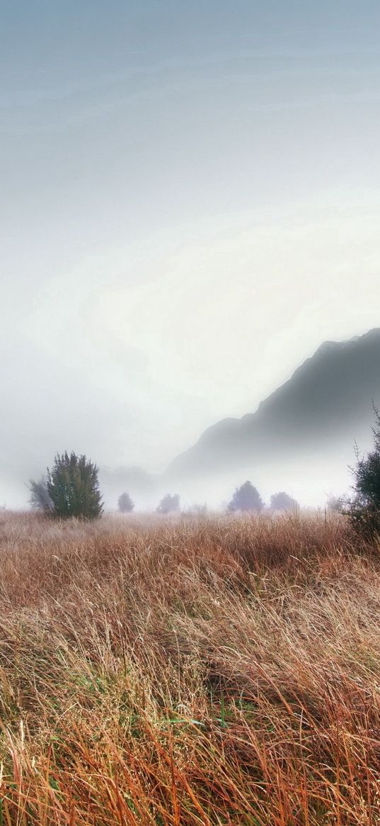 grass, faded, autumn, fir-trees, fog, dense, haze, terribly, gloomy, mountains