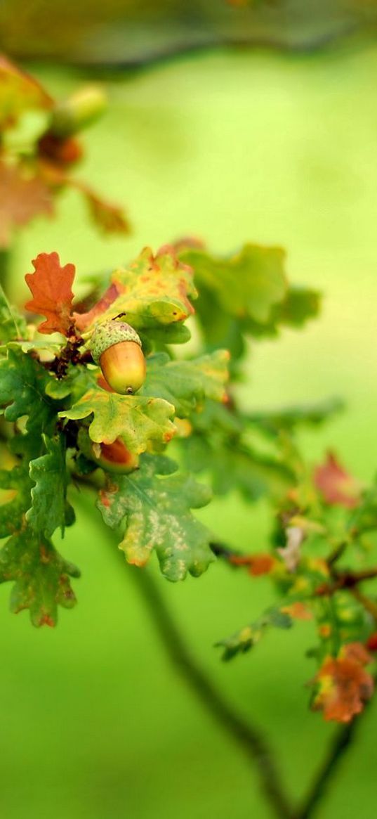 acorn, leaves, green, razmytost, oak