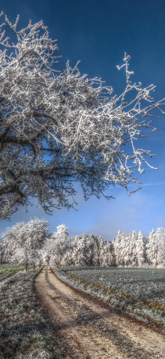 tree, road, hoarfrost, gray hair, cold, frost, november, field, grass, sky, blue, freshness