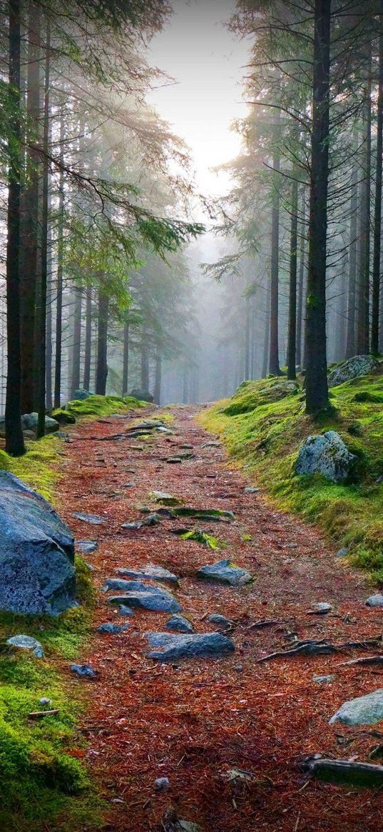 wood, trees, path, stones, branches, boughs, haze, moss, dampness