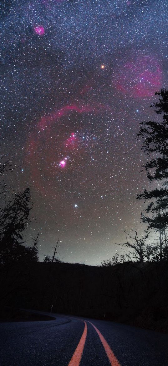 road, savannah, trees, starry sky, constellation, orion