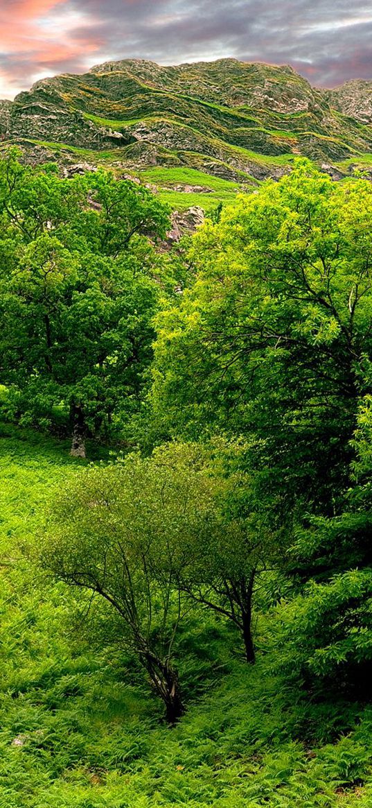 trees, green, brightly, grass, summer, mountains, relief, lowland, landscape, sky