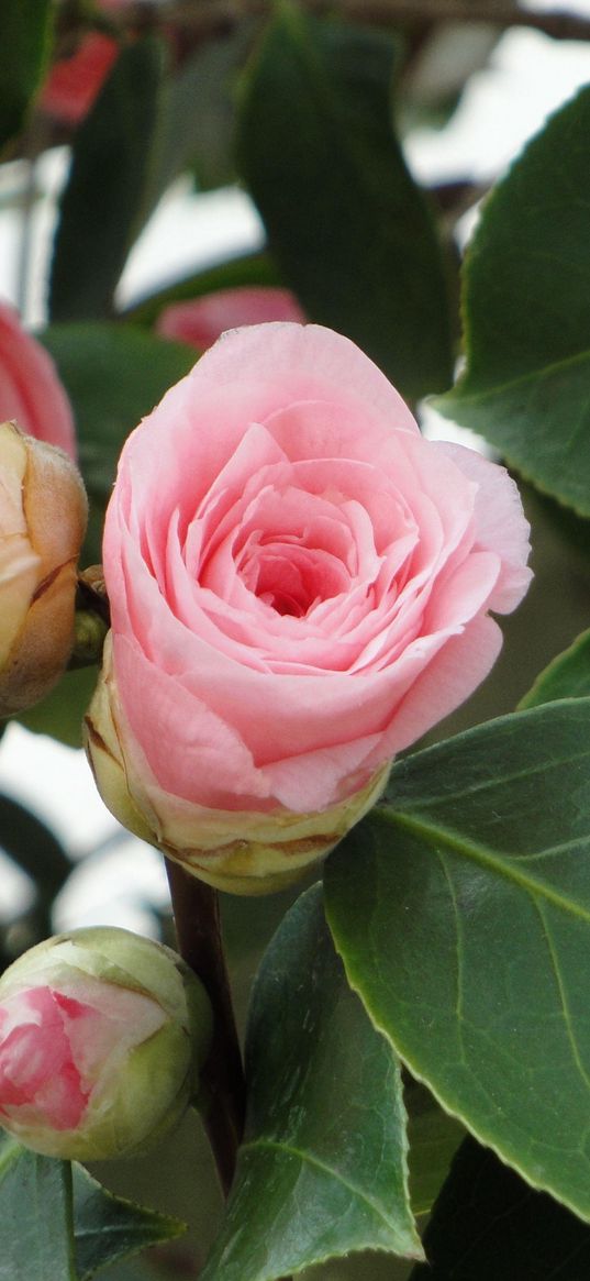 camellia, buds, leaves, close up