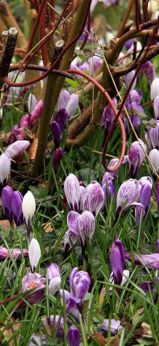 crocuses, flowers, spring, branches, bush