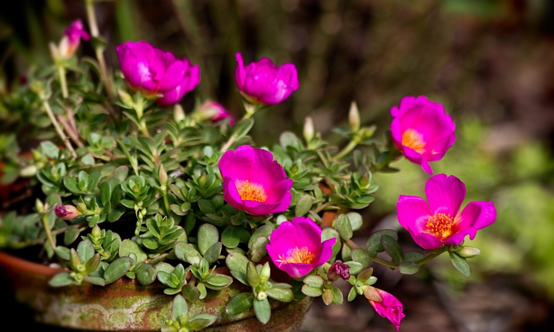 purslane, flowers, pot, sharpness, close-up