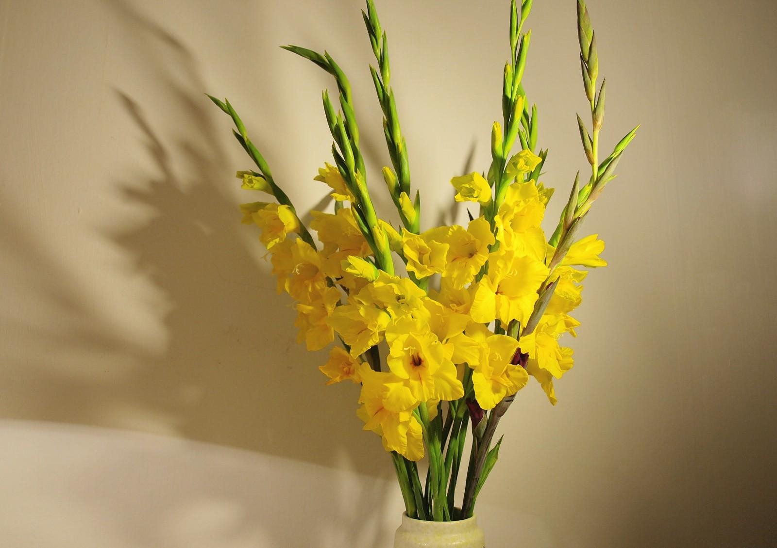 gladioli, yellow, bouquet, vase, wall