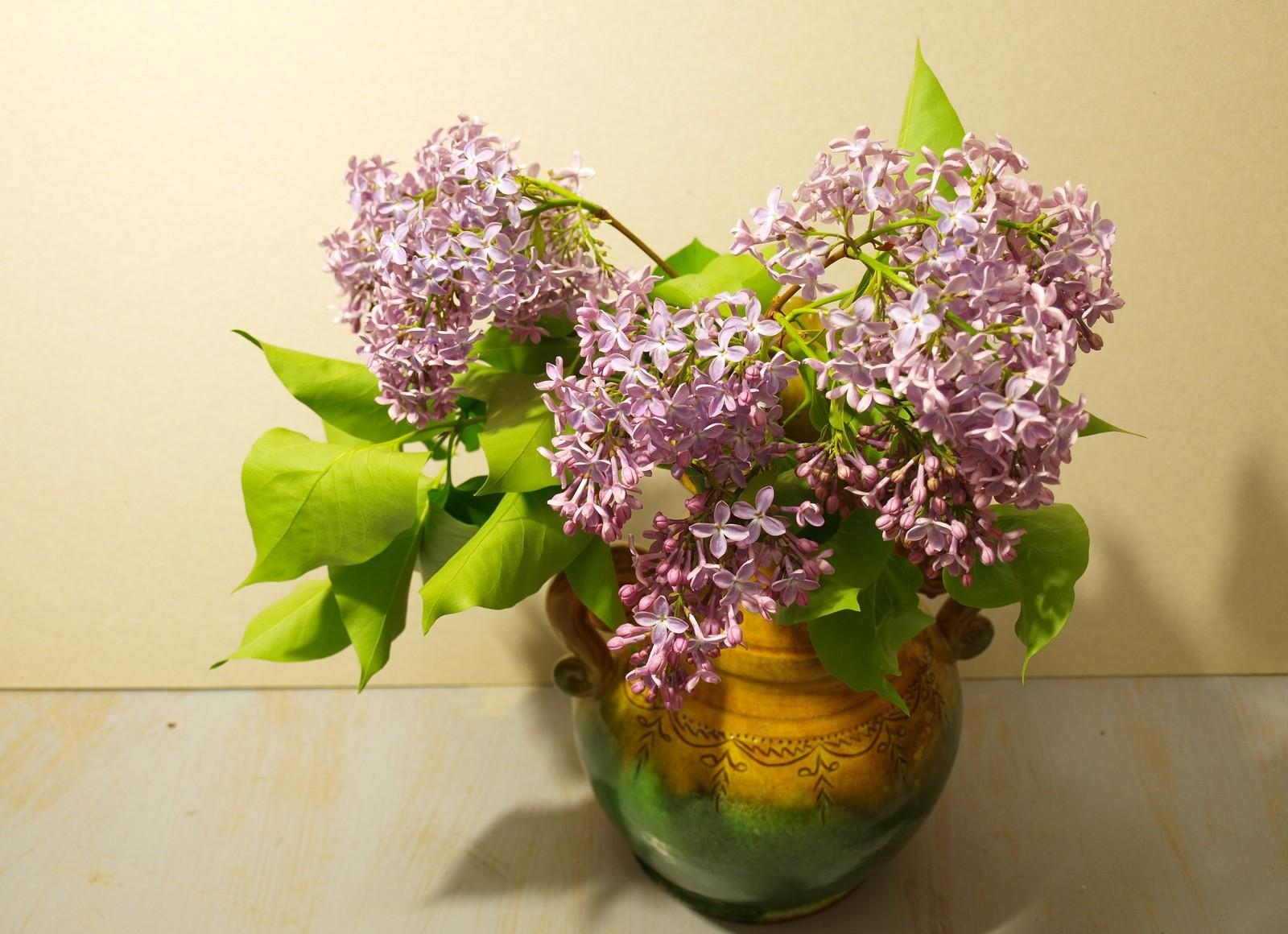 lilac, vase, spring, branch, bunch