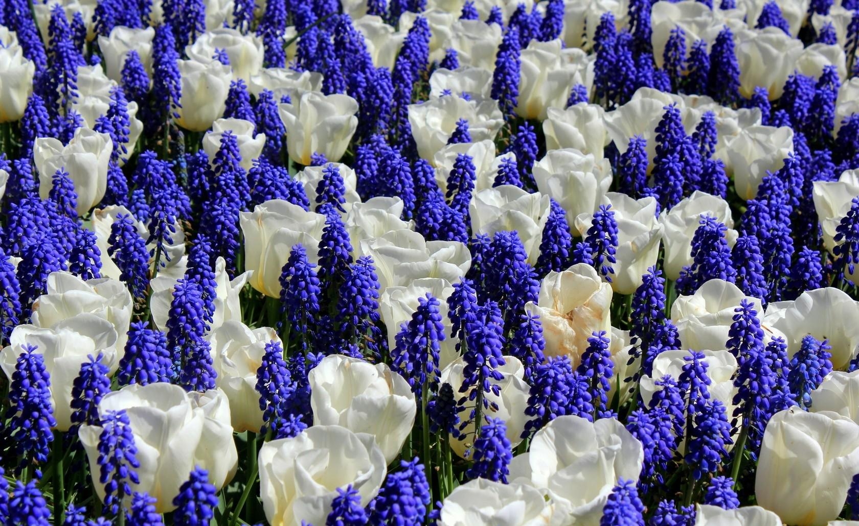 muscari, tulips, flowers, flowerbed, combination, bright