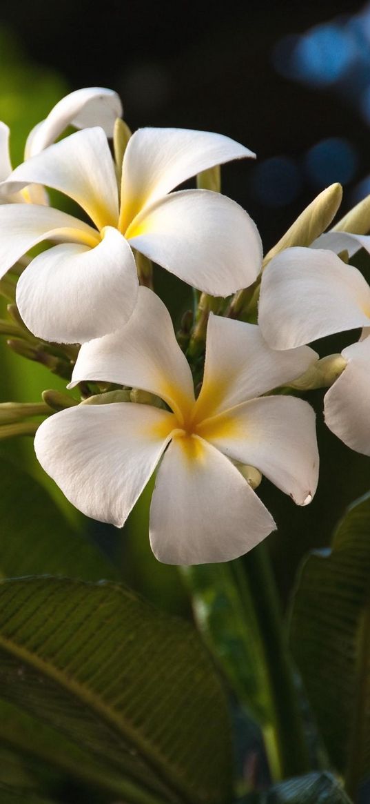 plumeria, flowers, exotics, leaves