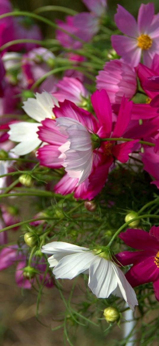 kosmeya, flowers, flowerbed, sharp, close-up