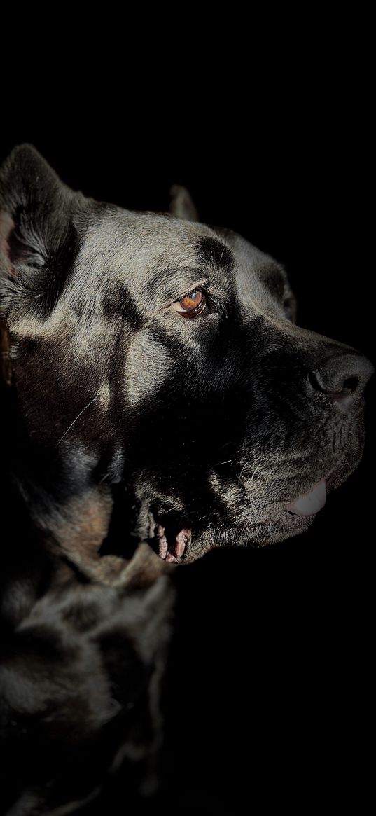 dog, cane corso, pet, black background