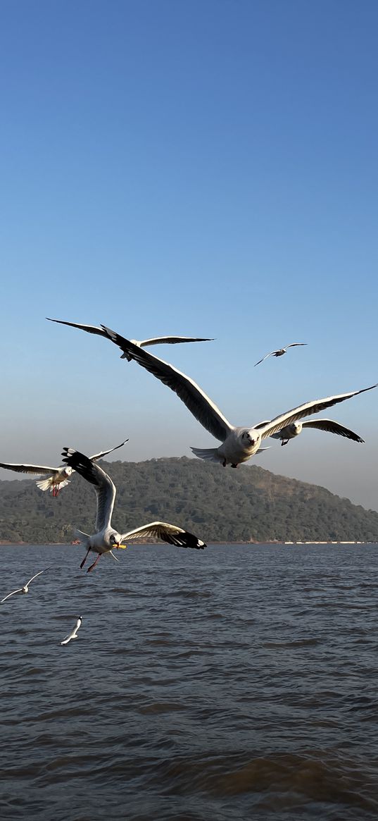 seagulls, bird, ocean, blue, sea