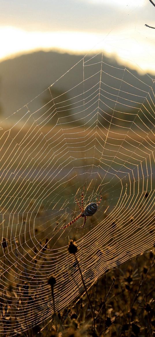 spider, web, sun, light, grass, dry, faded