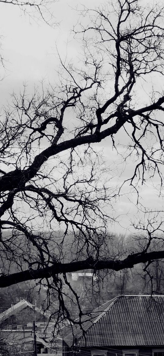 tree, branches, black-and-white, roof, terribly, gloomy