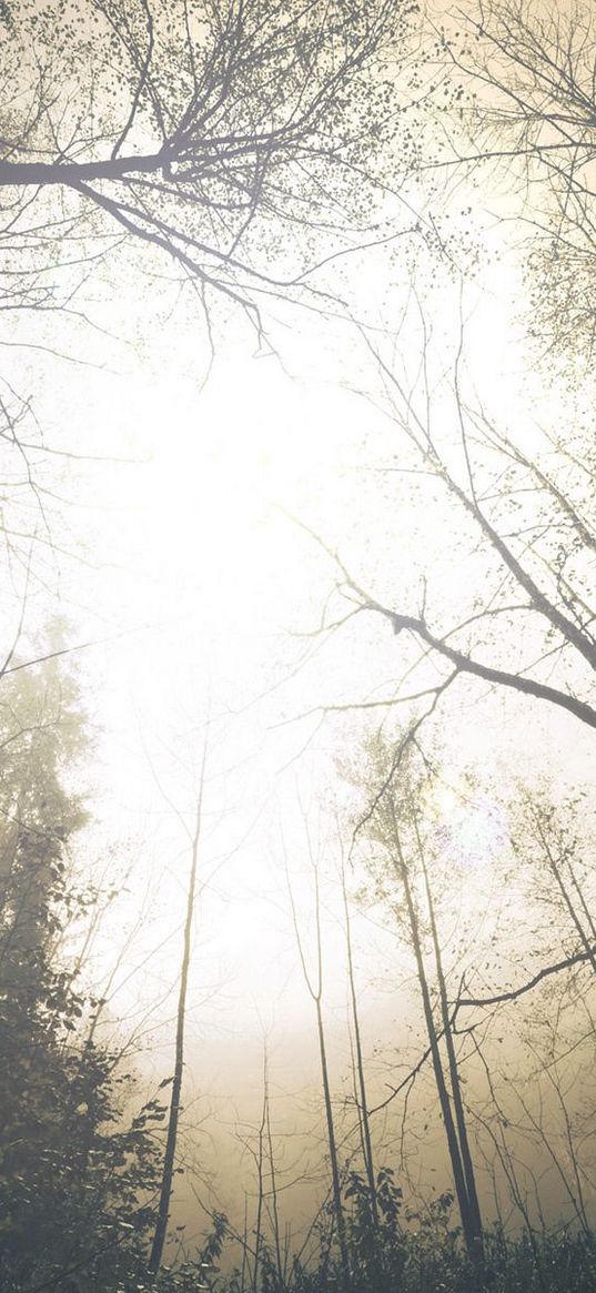 trees, terrible, from below, kroner, fog, sky, wood, dullness