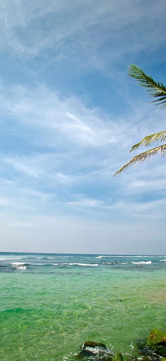 palm tree, coast, stones, resort, moss, sea, water, transparent, rest, people