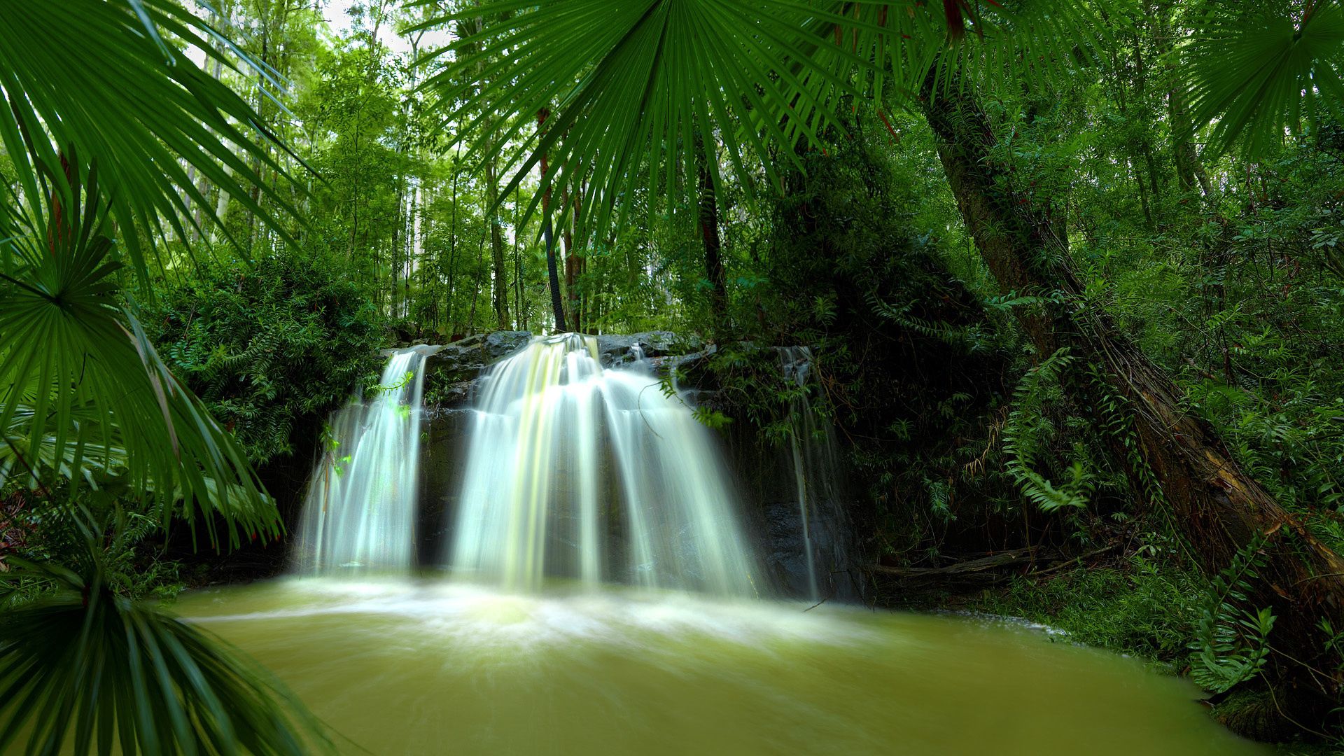 palm trees, leaves, falls, jungle, thickets, tropics, hot, humidity, greens