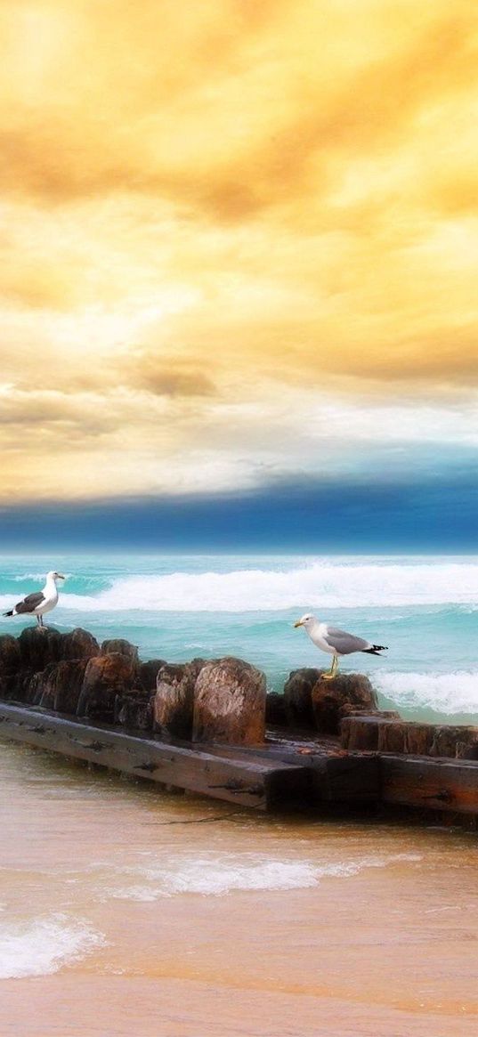 seagulls, logs, birds, coast, sea, sky, yellow, blue, beach, horizon