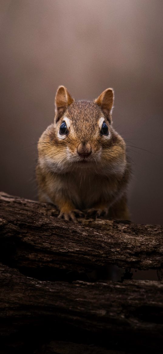 chipmunk, trees, animals, animal