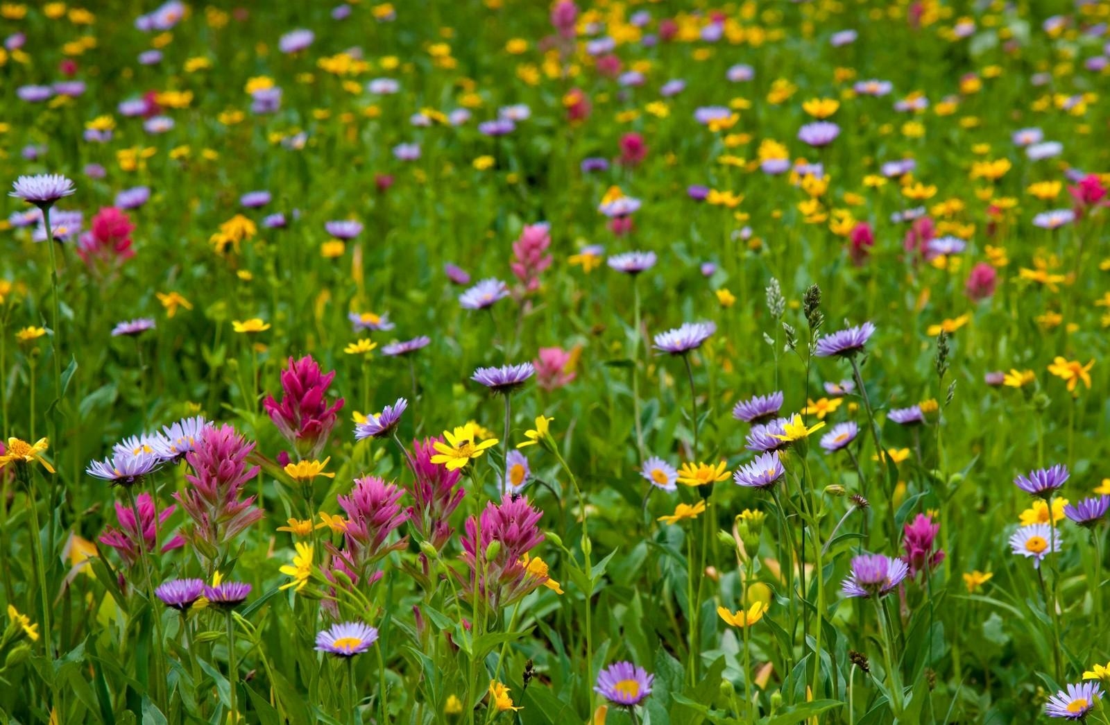 flowers, meadow, field, summer, greens