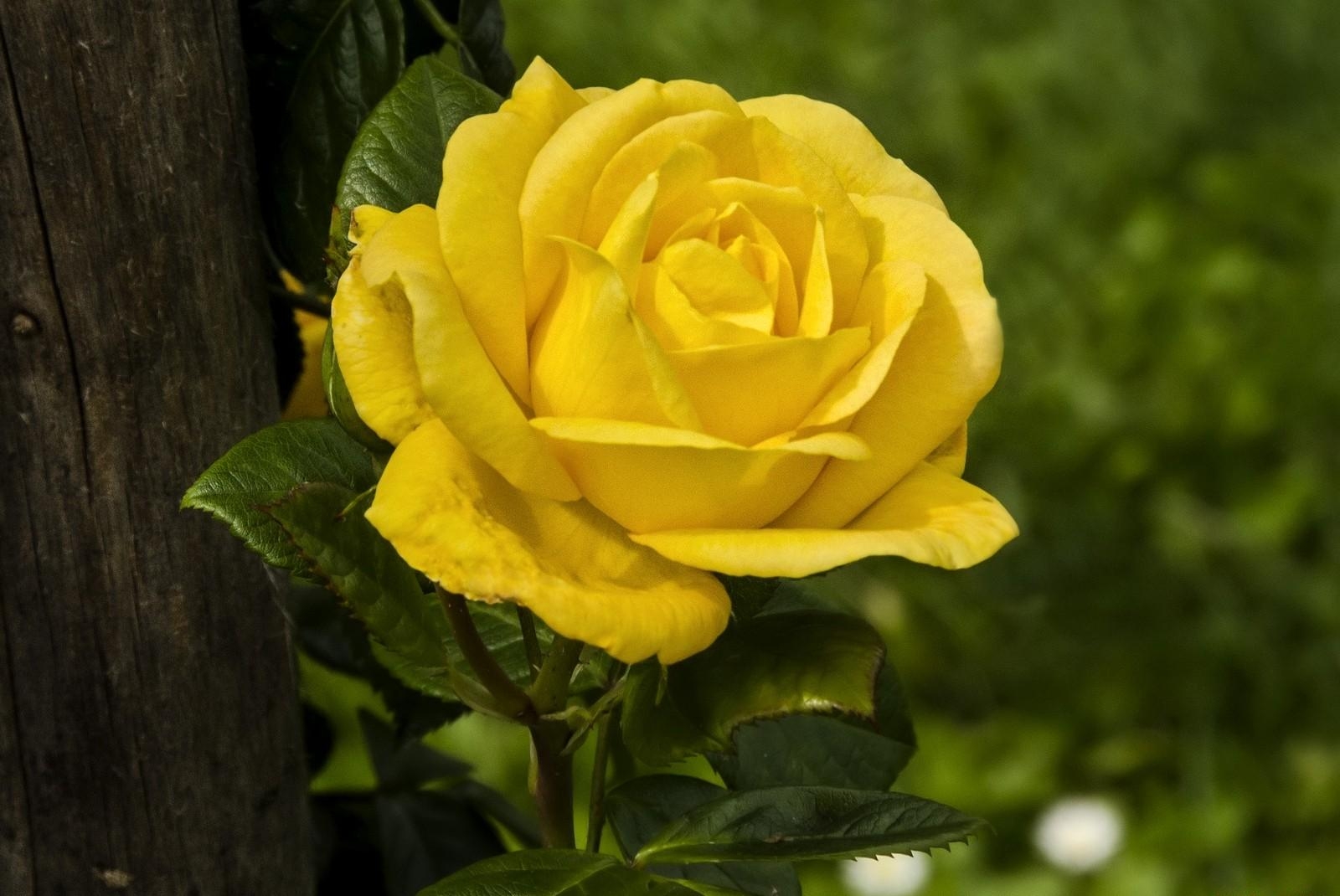 rose, yellow, wood, sharpness