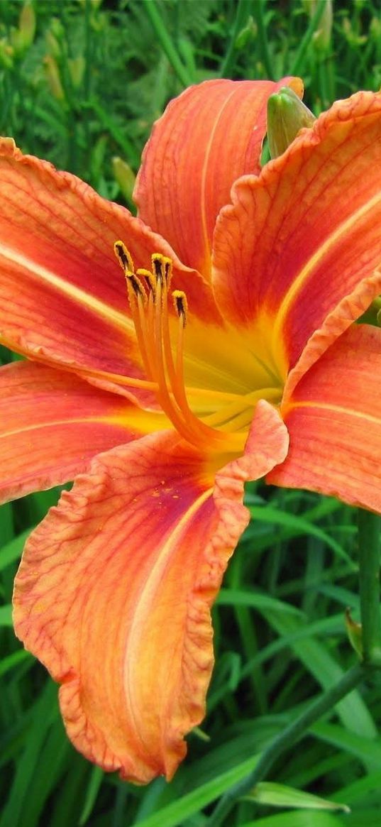 lily, flower, splayed, flowerbed