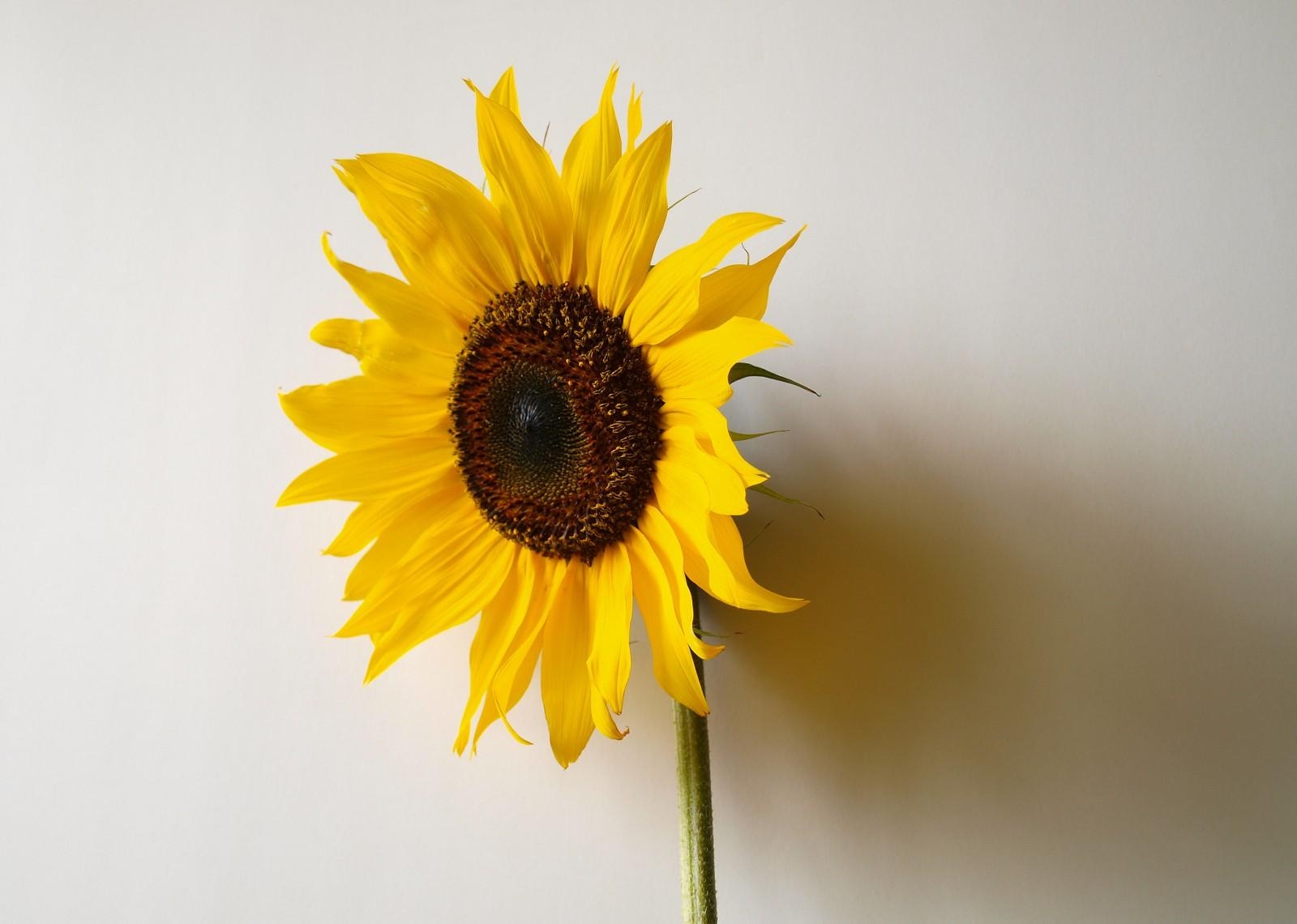 sunflower, shadow, wall, loneliness