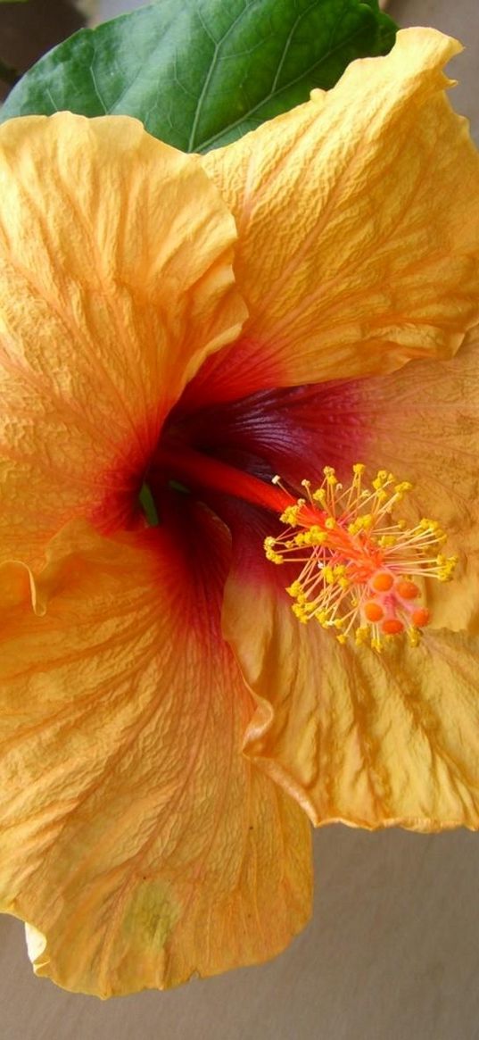 hibiscus, flowering, pot, leaves