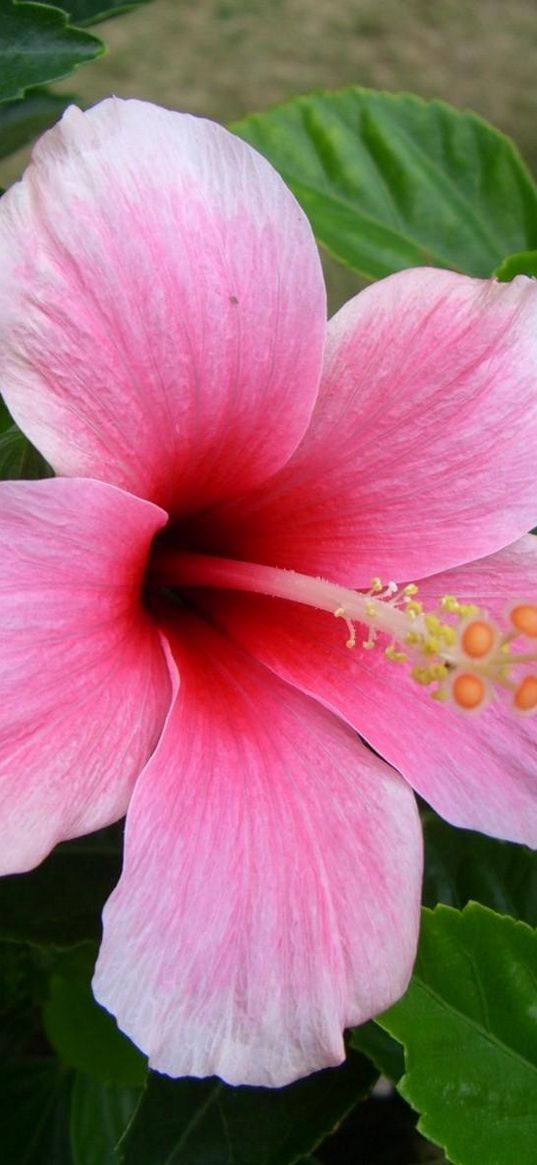 hibiscus, flowering, pink, stamen, greens