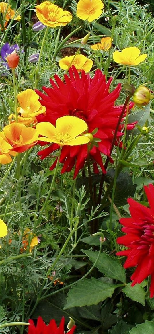 dahlias, eshsholtsiya, flowers, diversity, green