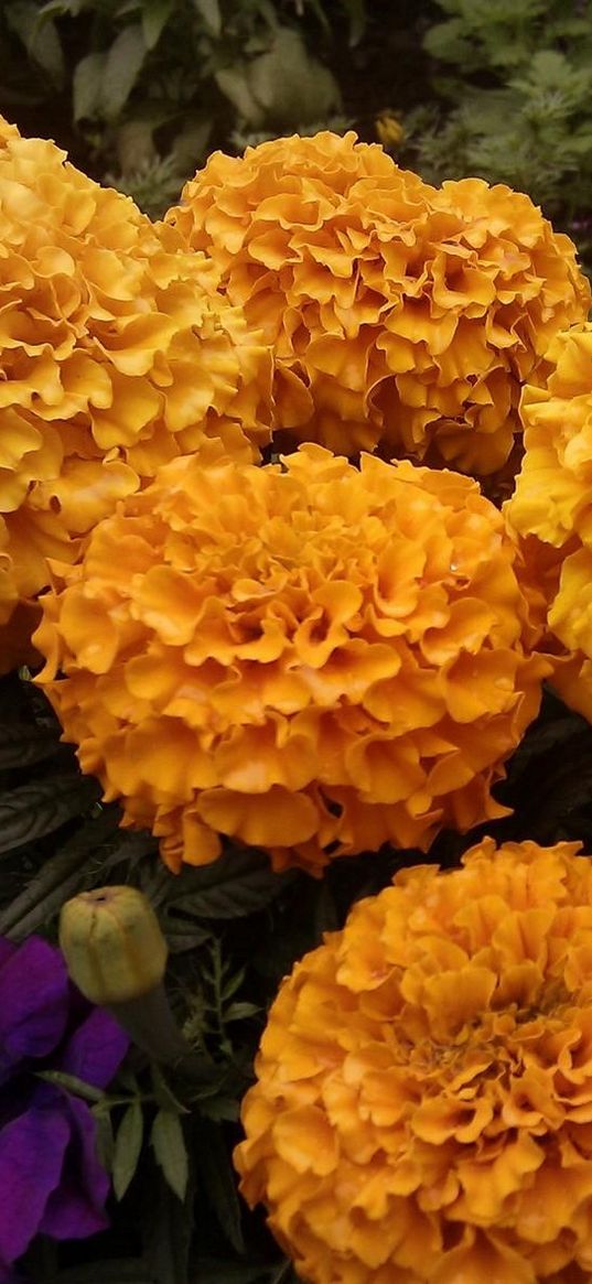 velvet, orange, close up, flowerbed