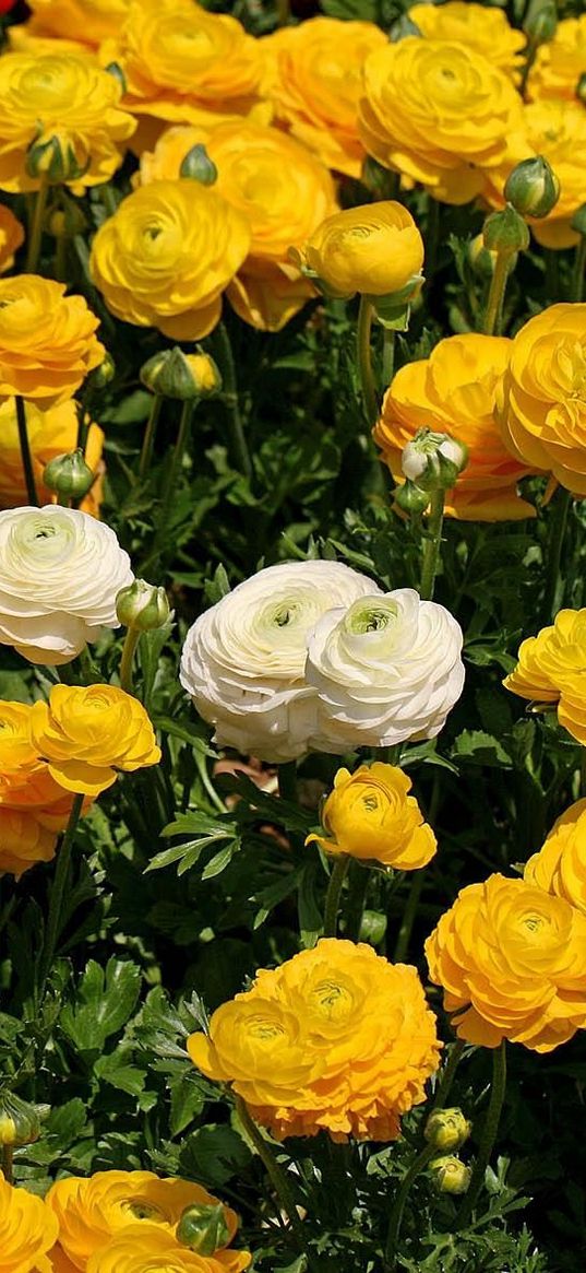 ranunkulyus, flowers, flowerbed, white, yellow, many