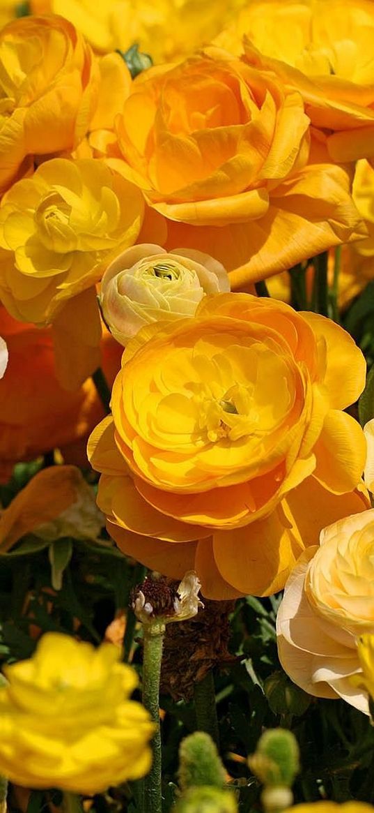 ranunkulyus, flowers, close-up, flowerbed