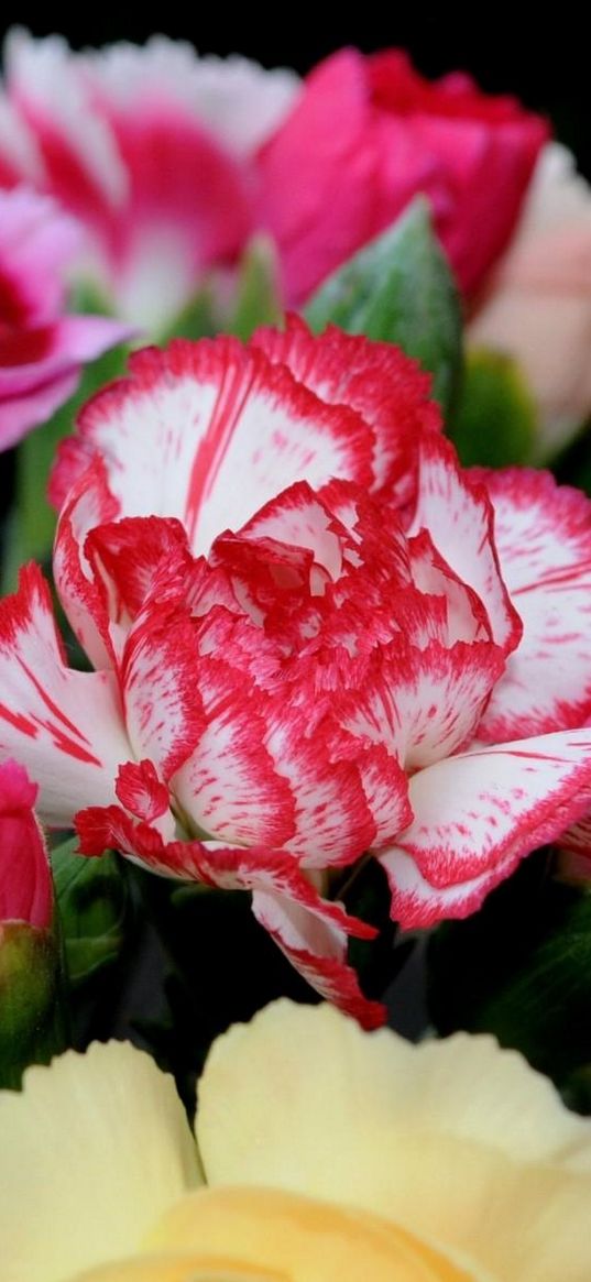 carnations, flowers, bright, two-color, bouquet