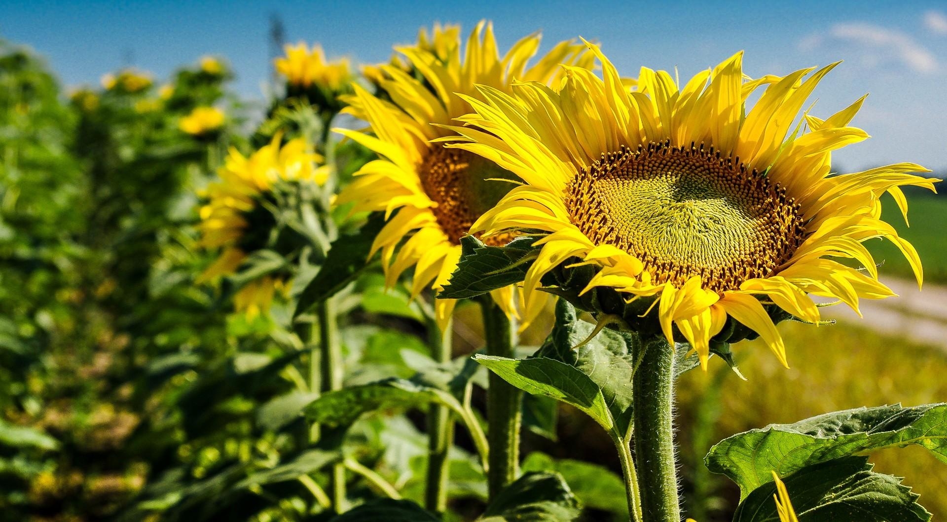 sunflowers, field, summer, focus, close-up