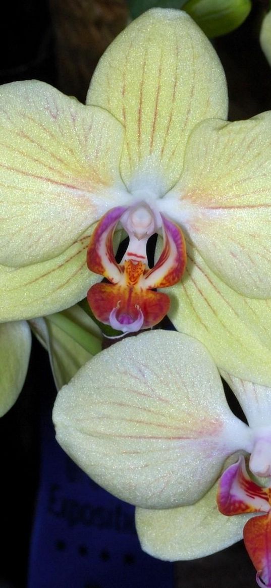 orchids, flowers, branch, close-up