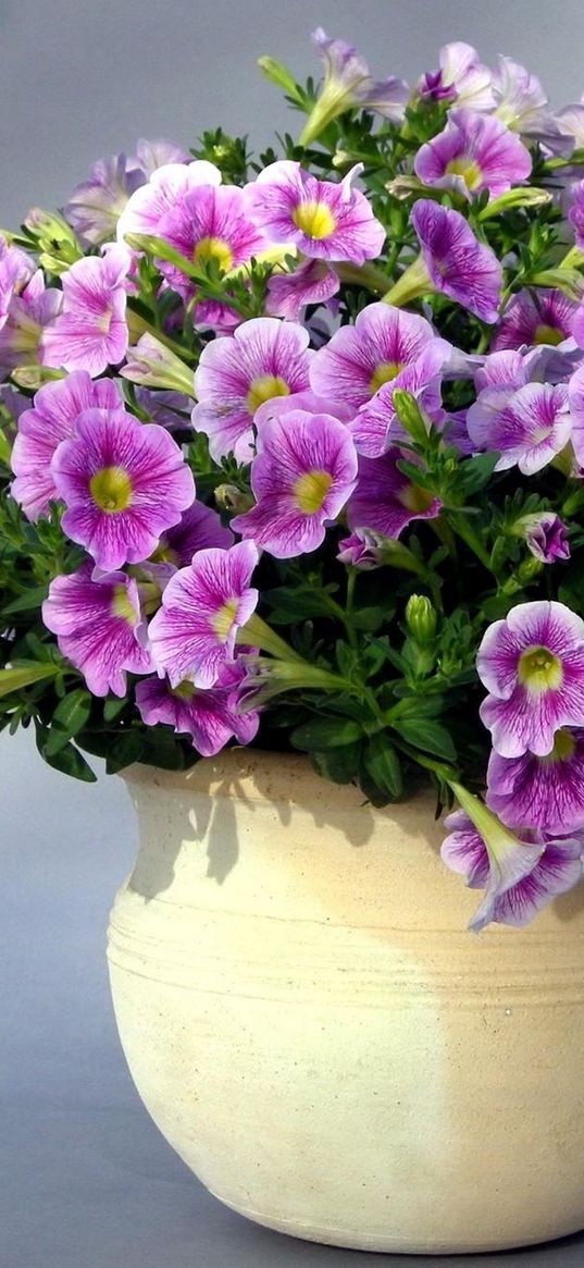 petunias, flowers, planters, shade