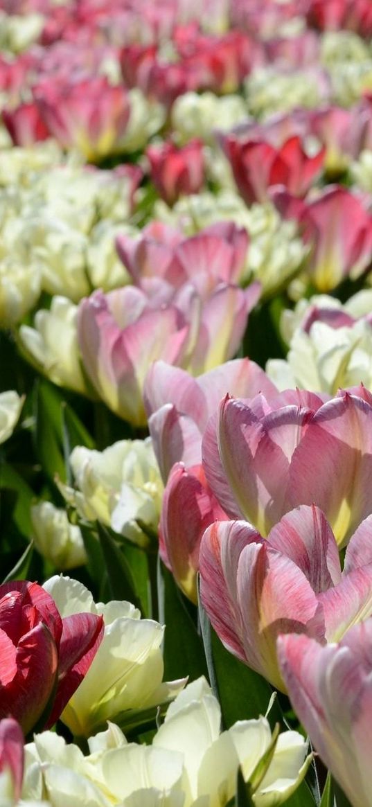 tulips, flowers, flowerbed, licentious, sunny