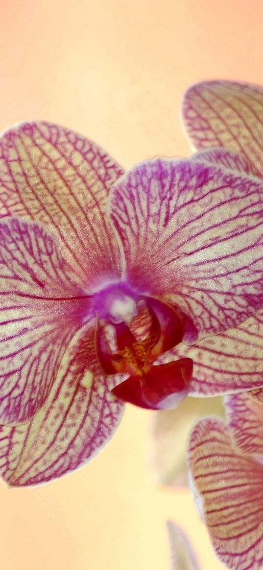 orchid, flower, striped, exotic