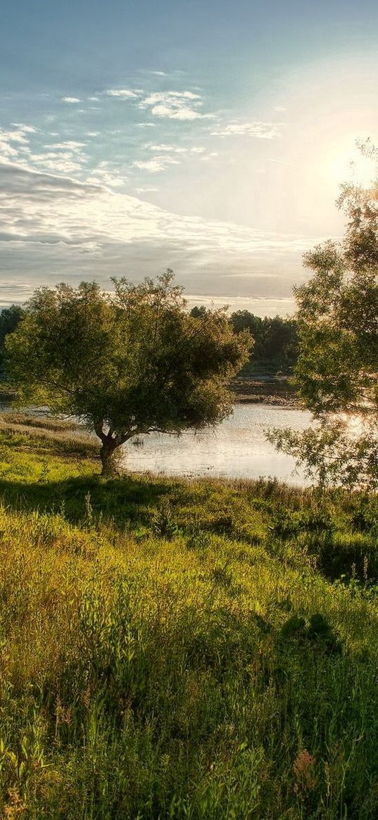 trees, glade, sun, light, clouds, lake, coast, sky, shadows, midday