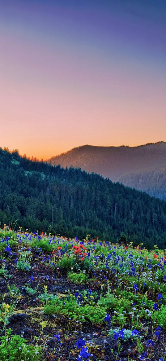 grass, flowers, stones, mountains, slopes, hills, wood, light, orange