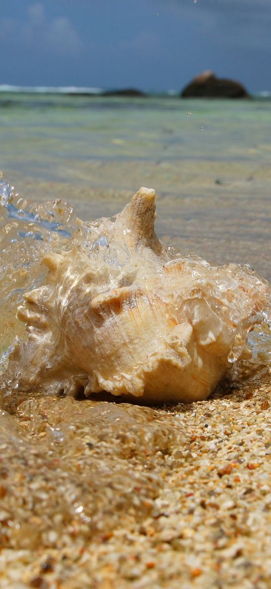 cockleshell, coast, water, splashes, sand, particles, beach