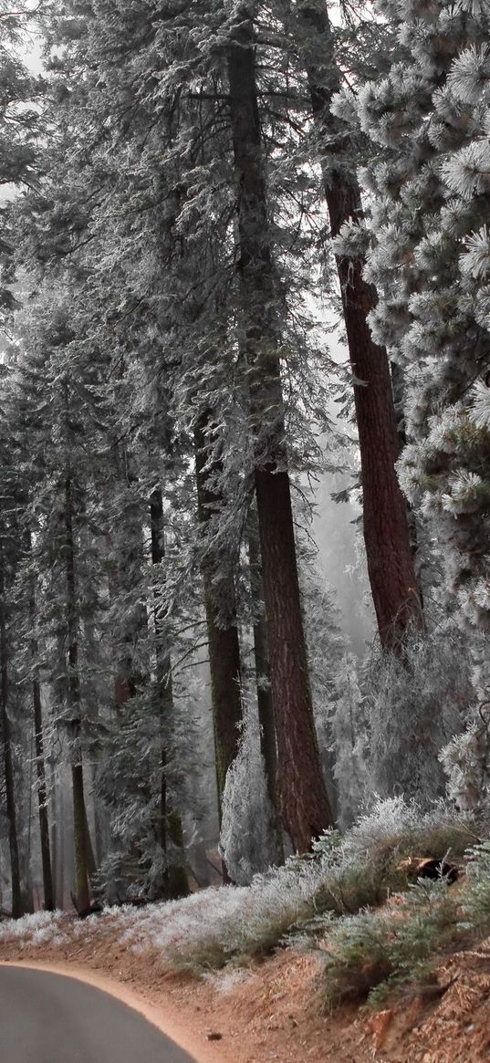 path, hoarfrost, pines, asphalt, frosts, slope, descent, silence