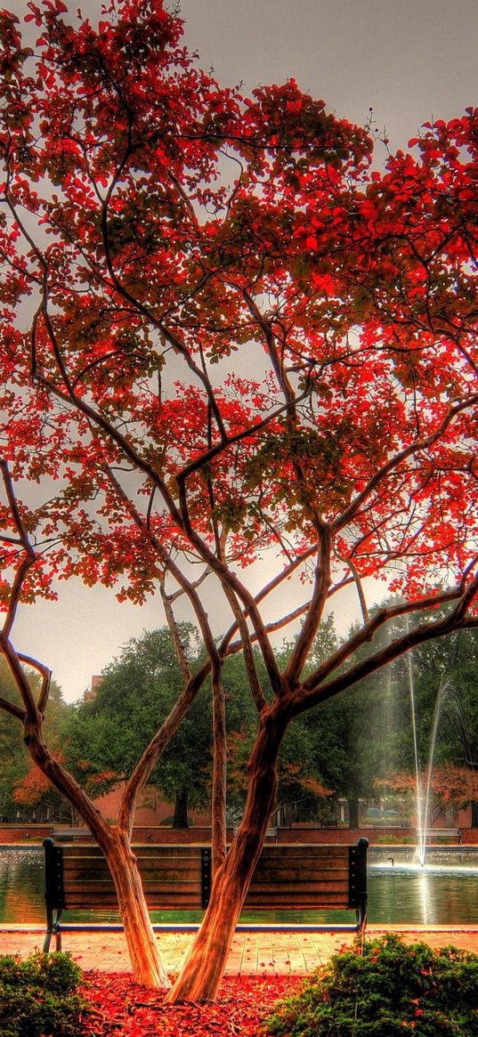 tree, park, bench, fountain, streams, autumn